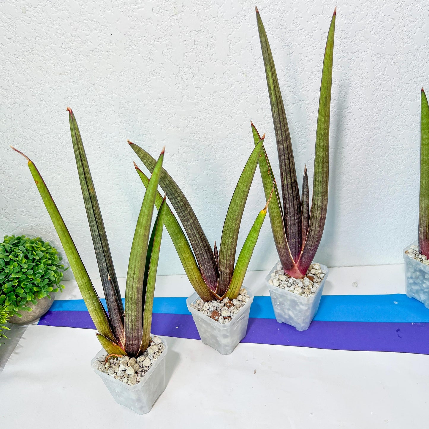 Sansevieria Pink Cell (#RA32) | Imported House Plants | Snake plant |