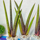 Sansevieria Pink Cell (#RA32) | Imported House Plants | Snake plant |