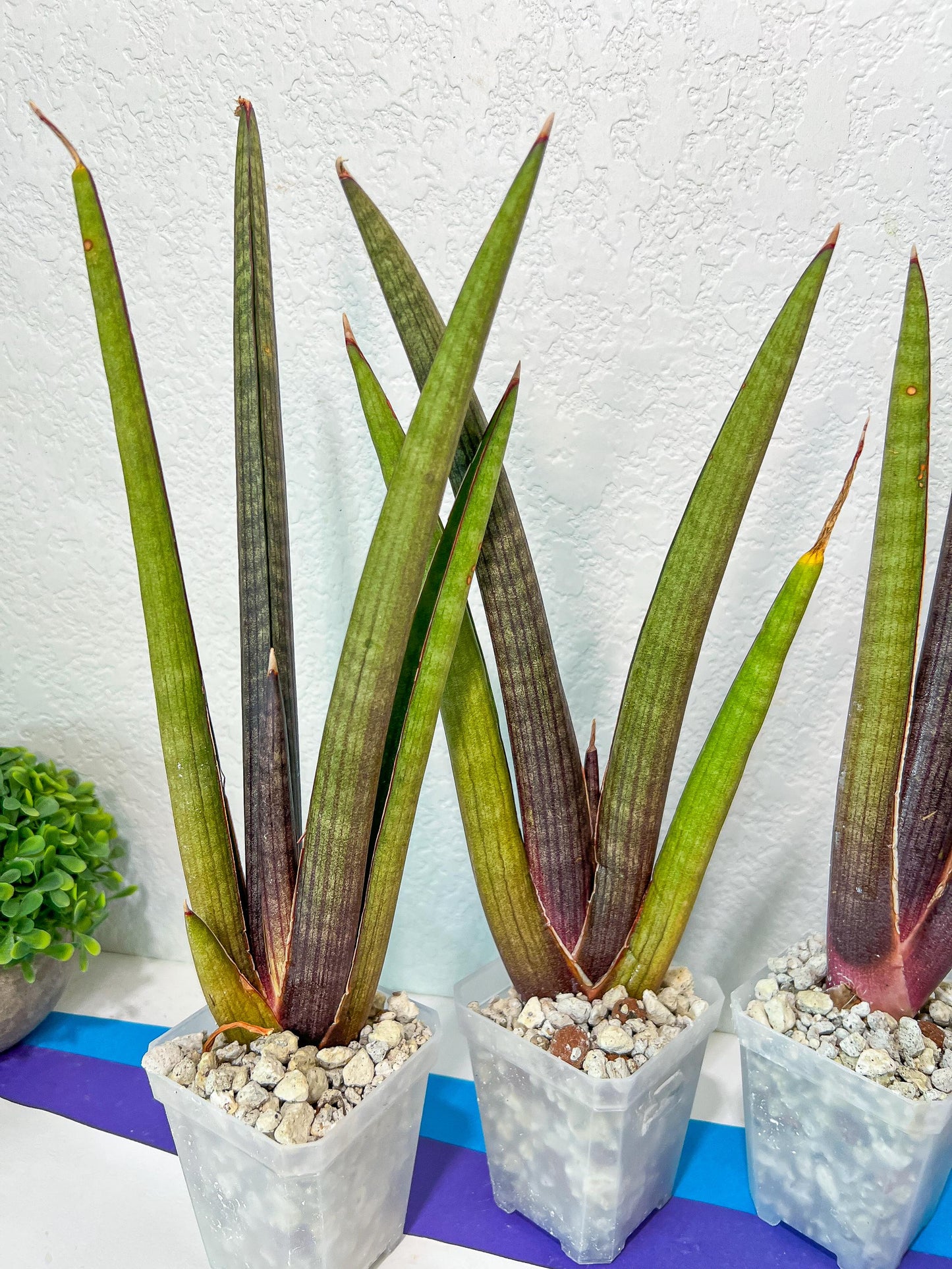 Sansevieria Pink Cell (#RA32) | Imported House Plants | Snake plant |