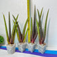 Sansevieria Pink Cell (#RA32) | Imported House Plants | Snake plant |