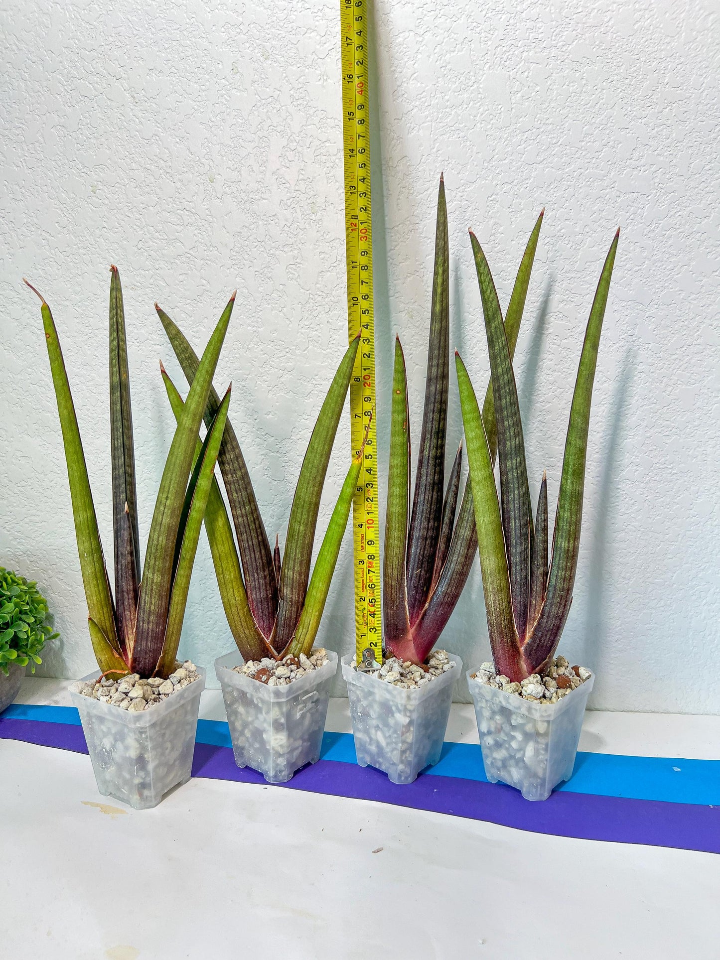 Sansevieria Pink Cell (#RA32) | Imported House Plants | Snake plant |