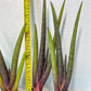 Sansevieria Pink Cell (#RA32) | Imported House Plants | Snake plant |