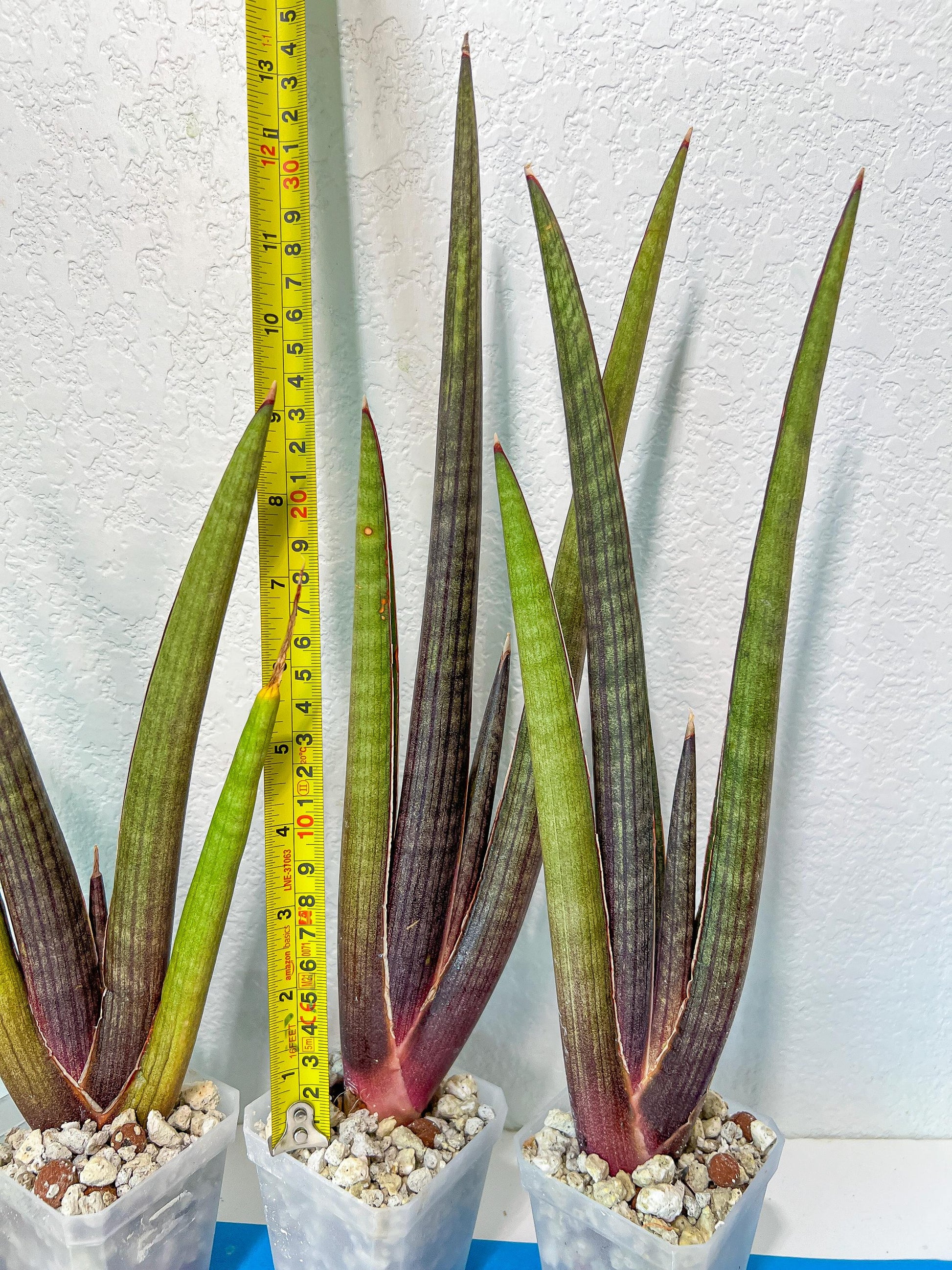 Sansevieria Pink Cell (#RA32) | Imported House Plants | Snake plant |