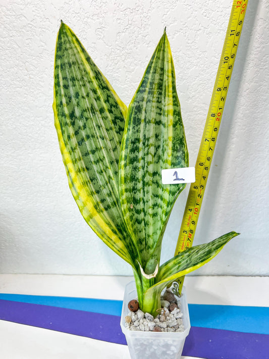 Sansevieria Futra Americano Gold (#HA) | Very Rare | Great For Indoor