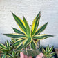 Agave kerchovei var. pectinata (M54) | Imported Rare Agave | 4" Planter