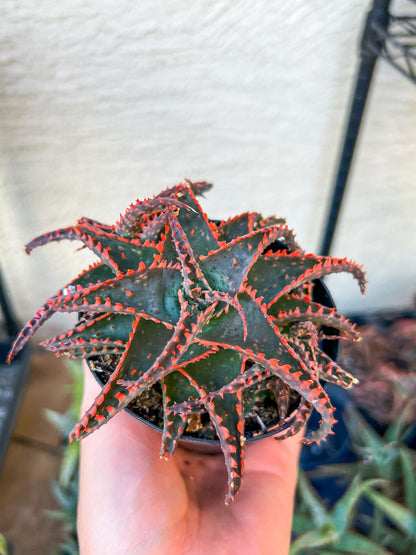 Aloe Christmas Sleigh | Rare aloe plant | Rare succulent | 3.5" Planter