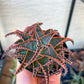 Rare - Aloe Christmas Sleigh | Indoor Succulents | 3.5" Planter