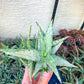 Rare Aloe Snow Drift Hybrid (#A14) | Rare Agave | Indoor Succulents | 3.5" Planter