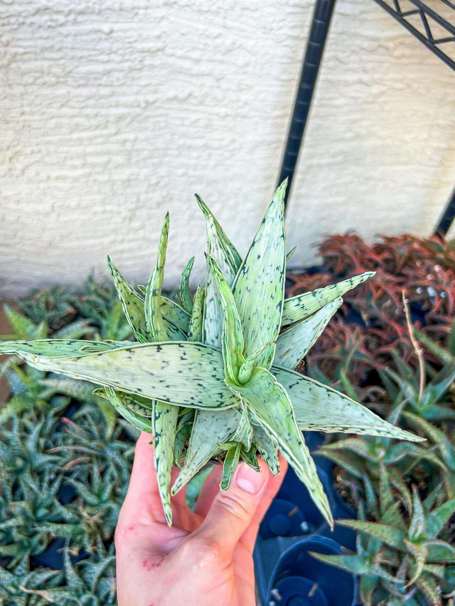 Rare Aloe Snow Drift Hybrid (#A14) | Rare Agave | Indoor Succulents | 3.5" Planter