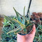 Rare - Aloe Purple Haze | Indoor Succulents | 3.5" Planter