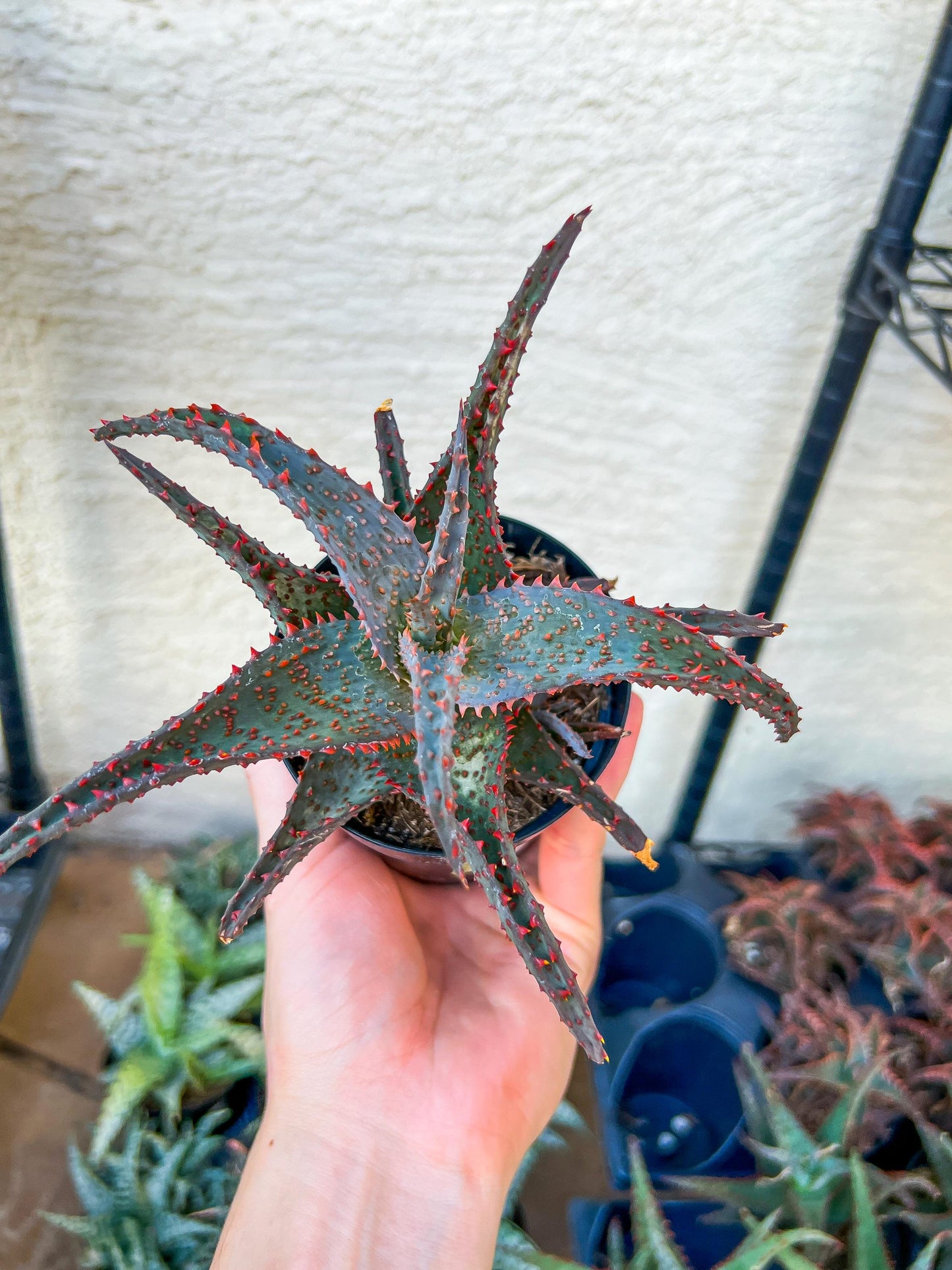 Rare - Aloe AJR Hybrid | Indoor Succulents | 3.5" Planter