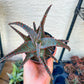 Rare - Aloe AJR Hybrid | Indoor Succulents | 3.5" Planter