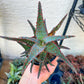 Rare - Aloe AJR Hybrid | Indoor Succulents | 3.5" Planter
