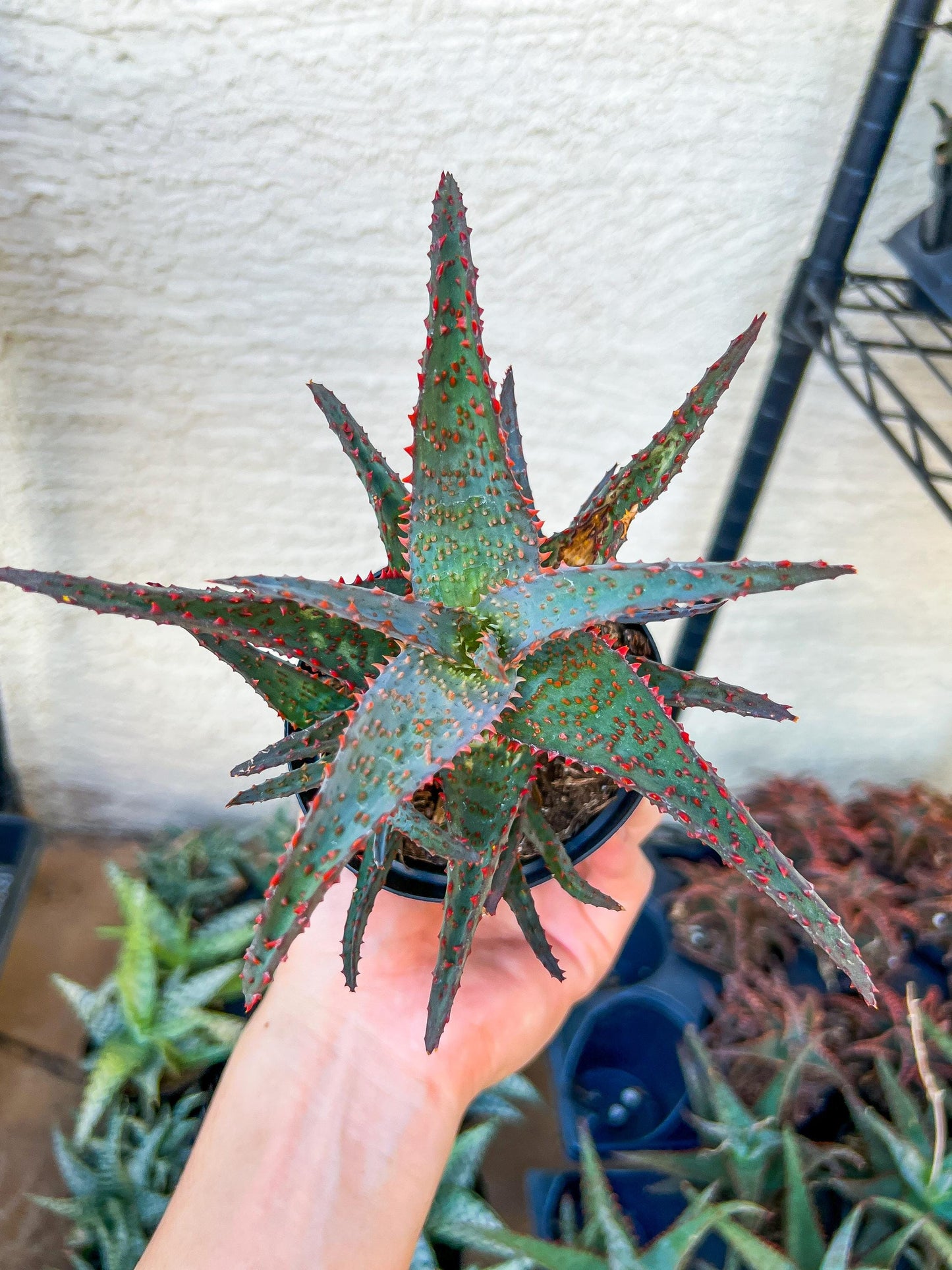 Rare - Aloe AJR Hybrid | Indoor Succulents | 3.5" Planter