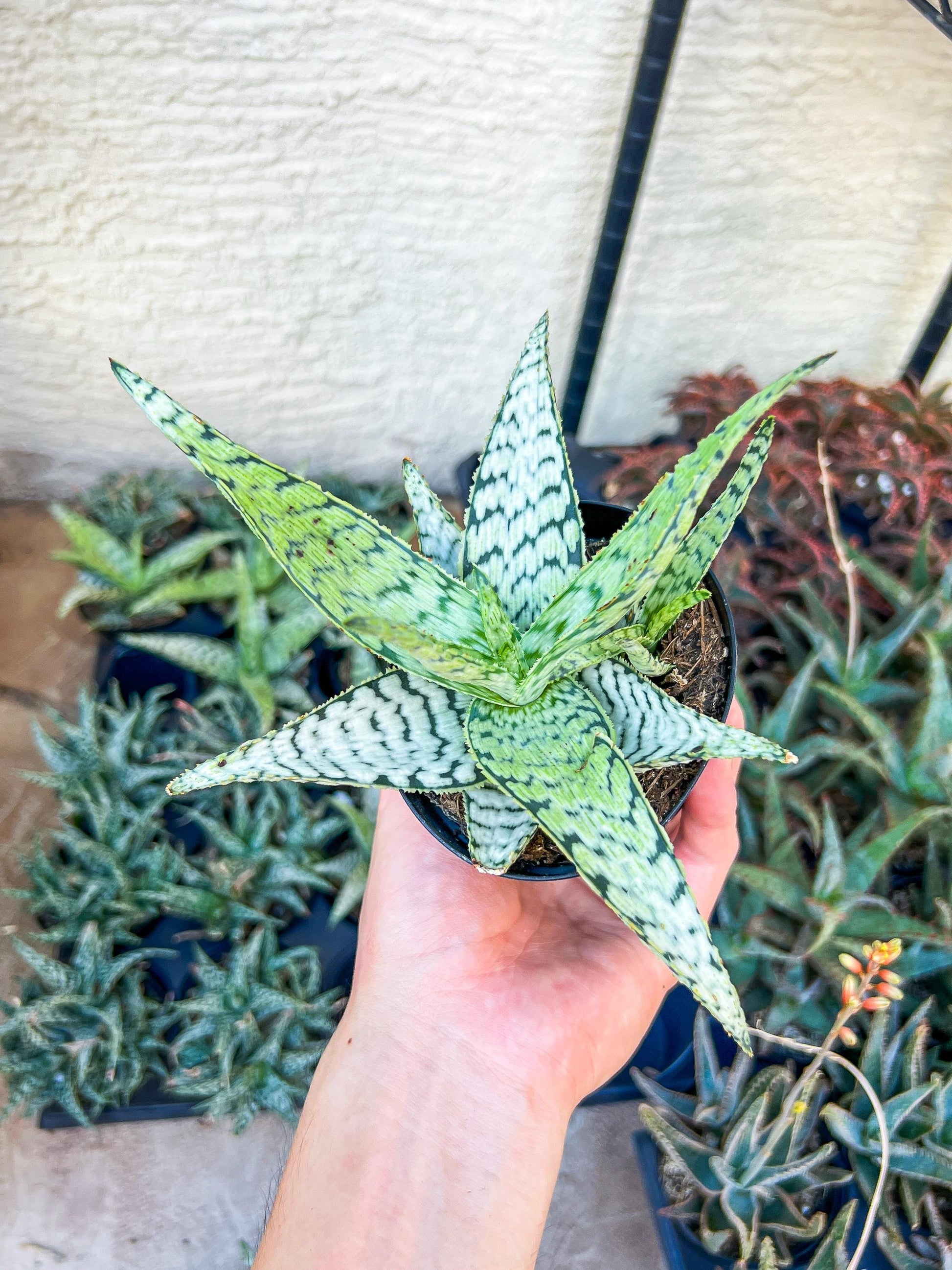 Rare - Aloe Candy Cane | Indoor Succulents | 3.5" Planter