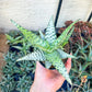Rare - Aloe Candy Cane | Indoor Succulents | 3.5" Planter