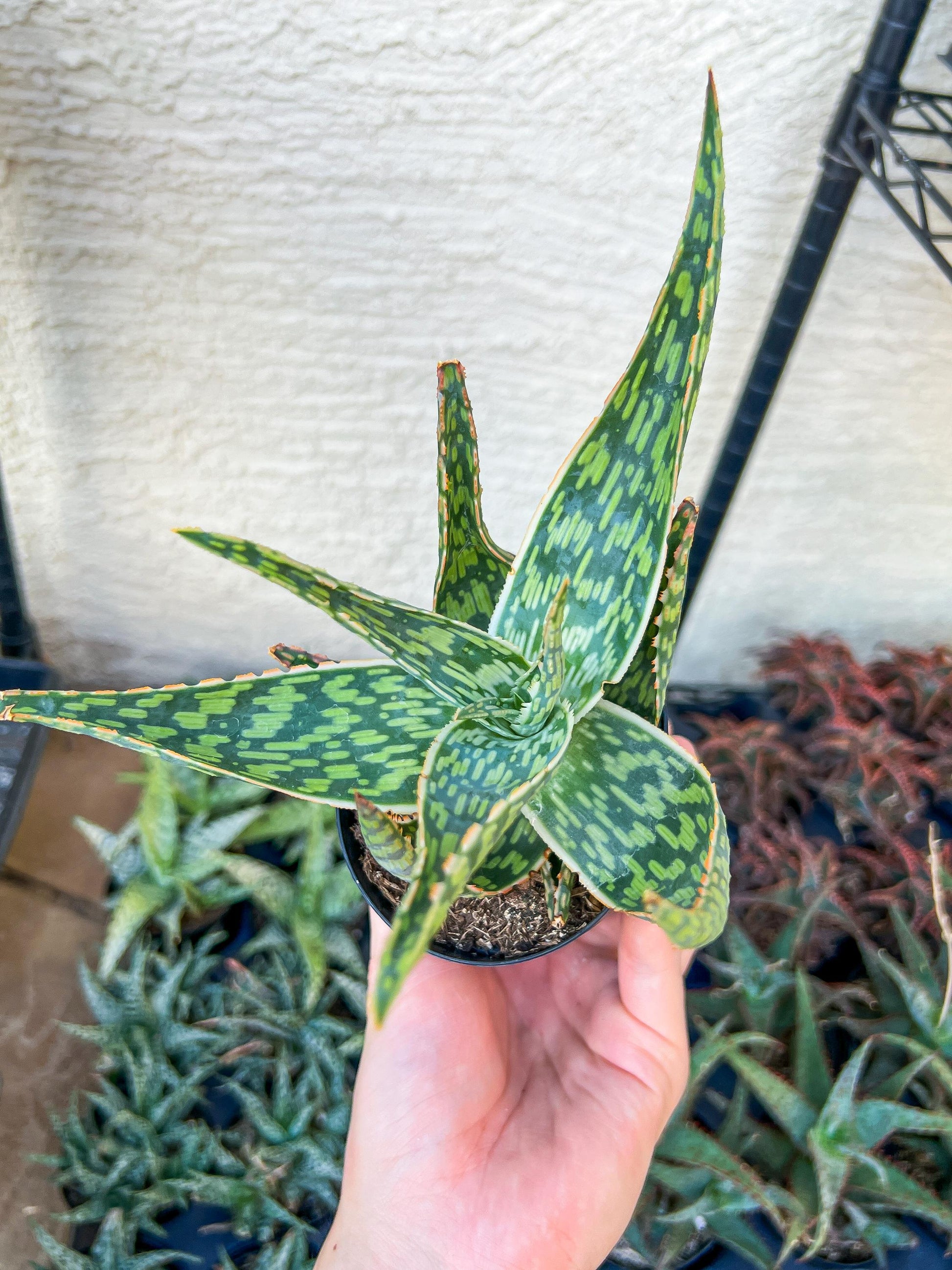 Rare - Aloe Neon Nici | Indoor Succulents | 3.5" Planter