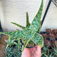 Rare - Aloe Neon Nici | Indoor Succulents | 3.5" Planter
