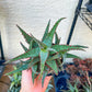 Rare - Aloe Castilloniae Hybrid Blue | Indoor Succulents | 3.5" Planter