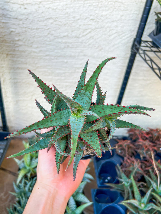 Rare - Aloe Castilloniae Hybrid Blue | Indoor Succulents | 3.5" Planter