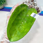 Hoya sp. IV From WMZ (#LH6~8) | Rare Imported Hoyas | 2.5" pot Included