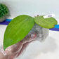 Hoya sp. Ko Chang Island (#LH8~9) | Rare Imported Hoyas | 2.5" pot Included