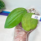 Hoya sp. Ko Chang Island (#LH8~9) | Rare Imported Hoyas | 2.5" pot Included