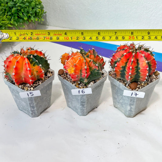 Gymnocalycium Mihanovichii Variegated (#GB15~20) | Imported Cactus From Taiwan