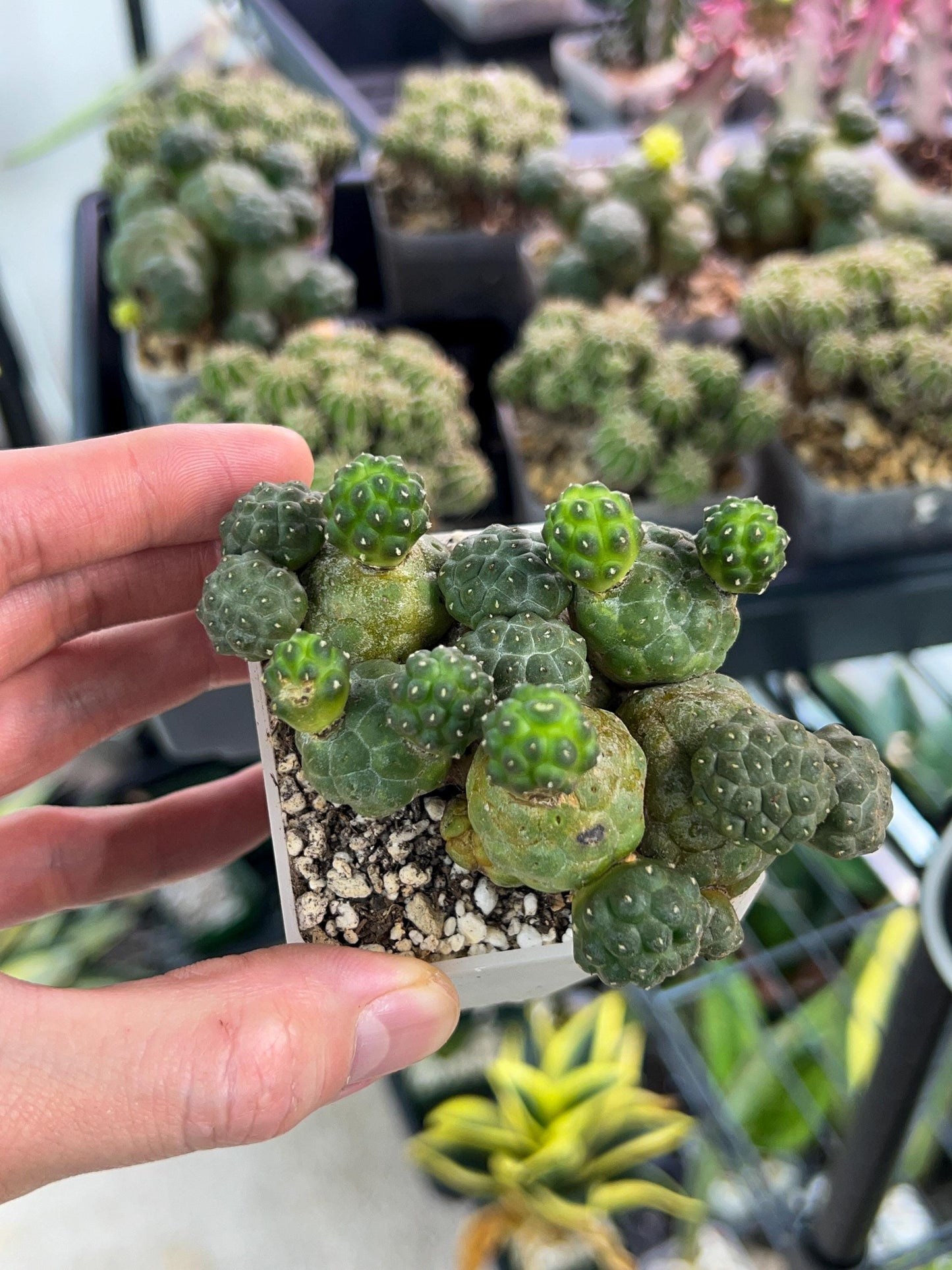 Puna bonnieae f. major inermis (#M64) | Cactus Indoors | Rare Cactus