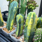 Myrtillocactus Geometrizans f. Variegatus Hort (#M54) | Rare Imported Plants