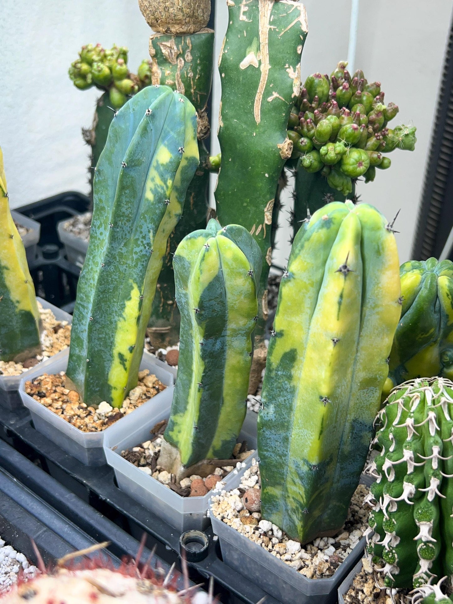 Myrtillocactus Geometrizans f. Variegatus Hort (#M54) | Rare Imported Plants