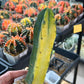 Myrtillocactus Geometrizans f. Variegatus Hort (#M54) | Rare Imported Plants