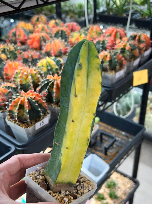 Myrtillocactus Geometrizans f. Variegatus Hort (#M54) | Rare Imported Plants