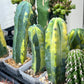 Myrtillocactus Geometrizans f. Variegatus Hort (#M54) | Rare Imported Plants