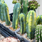 Myrtillocactus Geometrizans f. Variegatus Hort (#M54) | Rare Imported Plants