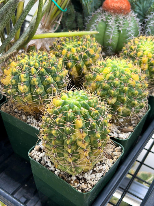 Variegated Gymnocalycium Denudatum | Live Cactus | Indoor Cactus