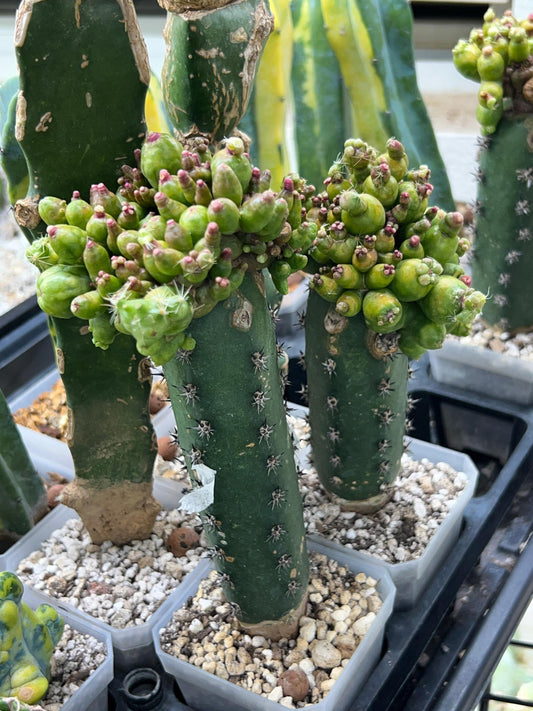 Mammillaria Bombycina F. Monstruosa Green Clone Hort (#M4) | Variegation change on season