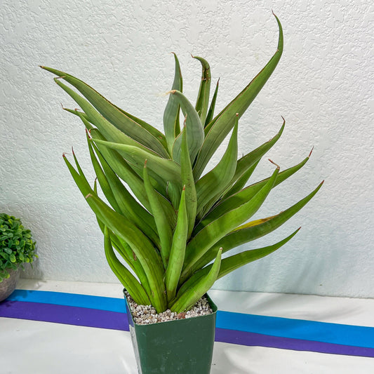 Sansevieria Baibit (#R54) | Snake Plant | Rare Imported Plants