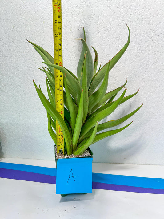 Sansevieria Baibit (#R54) | Snake Plant | Rare Imported Plants