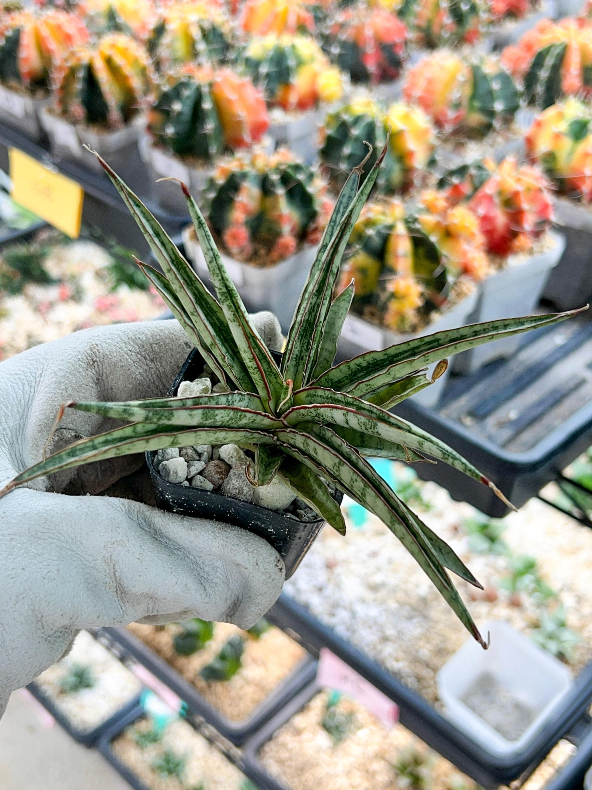 Sansevieria Be Bright (#AC47) | Imported | Hard to find | Limited Amount | 2" pot