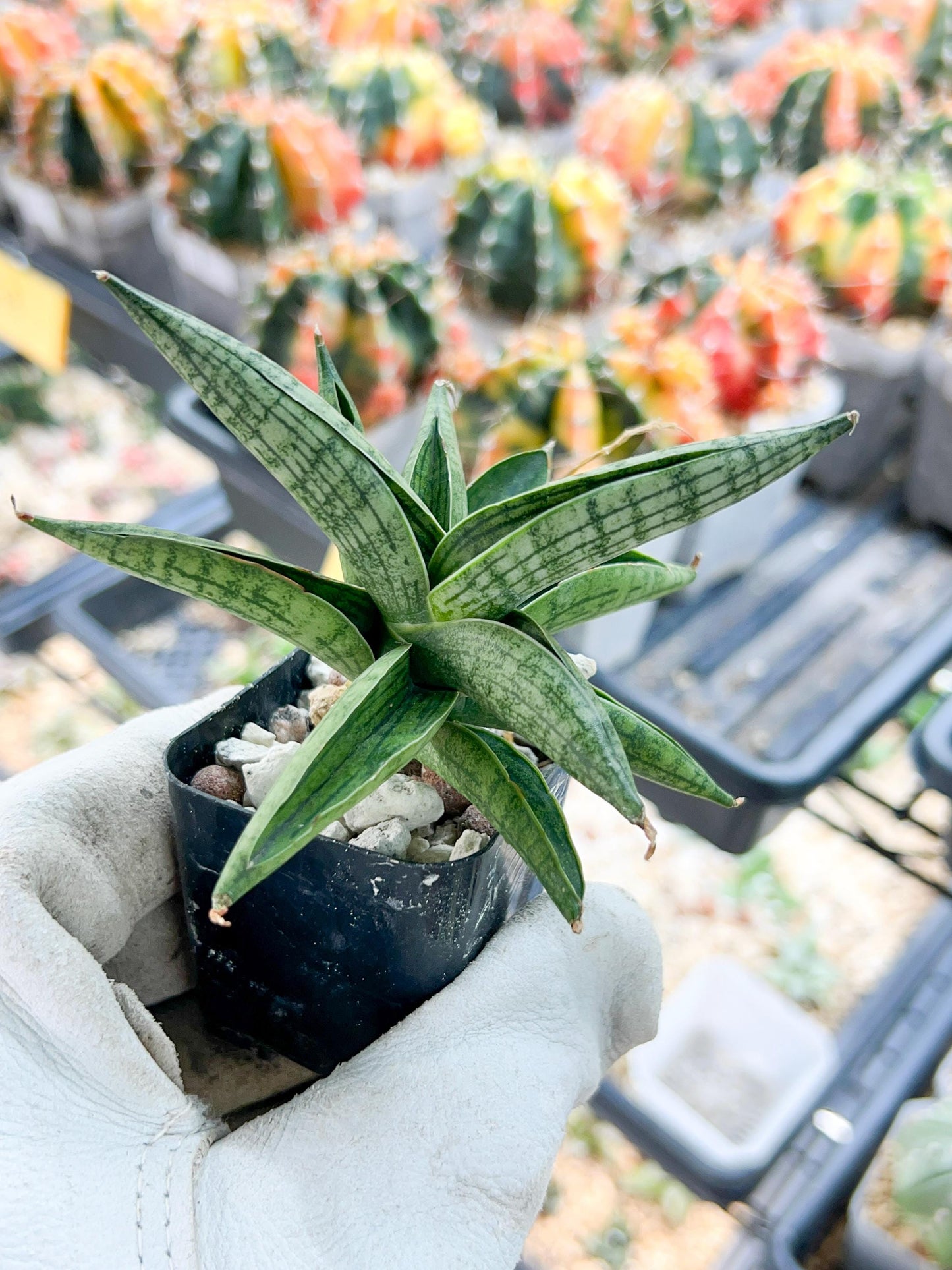 Sansevieria Casa Dream (#AC48) | Imported | Hard to find | 2" Planter