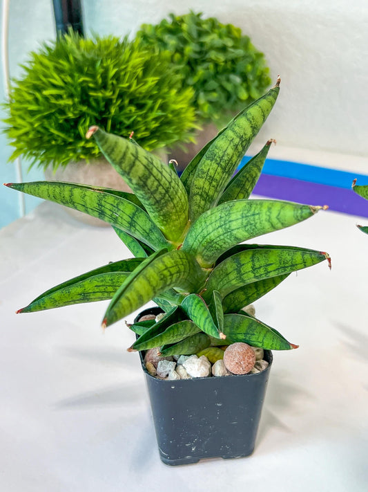 Sansevieria Hybrid Ch.Enanansi (#AC52) | Rare Imported | 2" pot