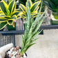 Sansevieria Hybrid No name Yet (#AC49) | Rare Imported | 2" pot