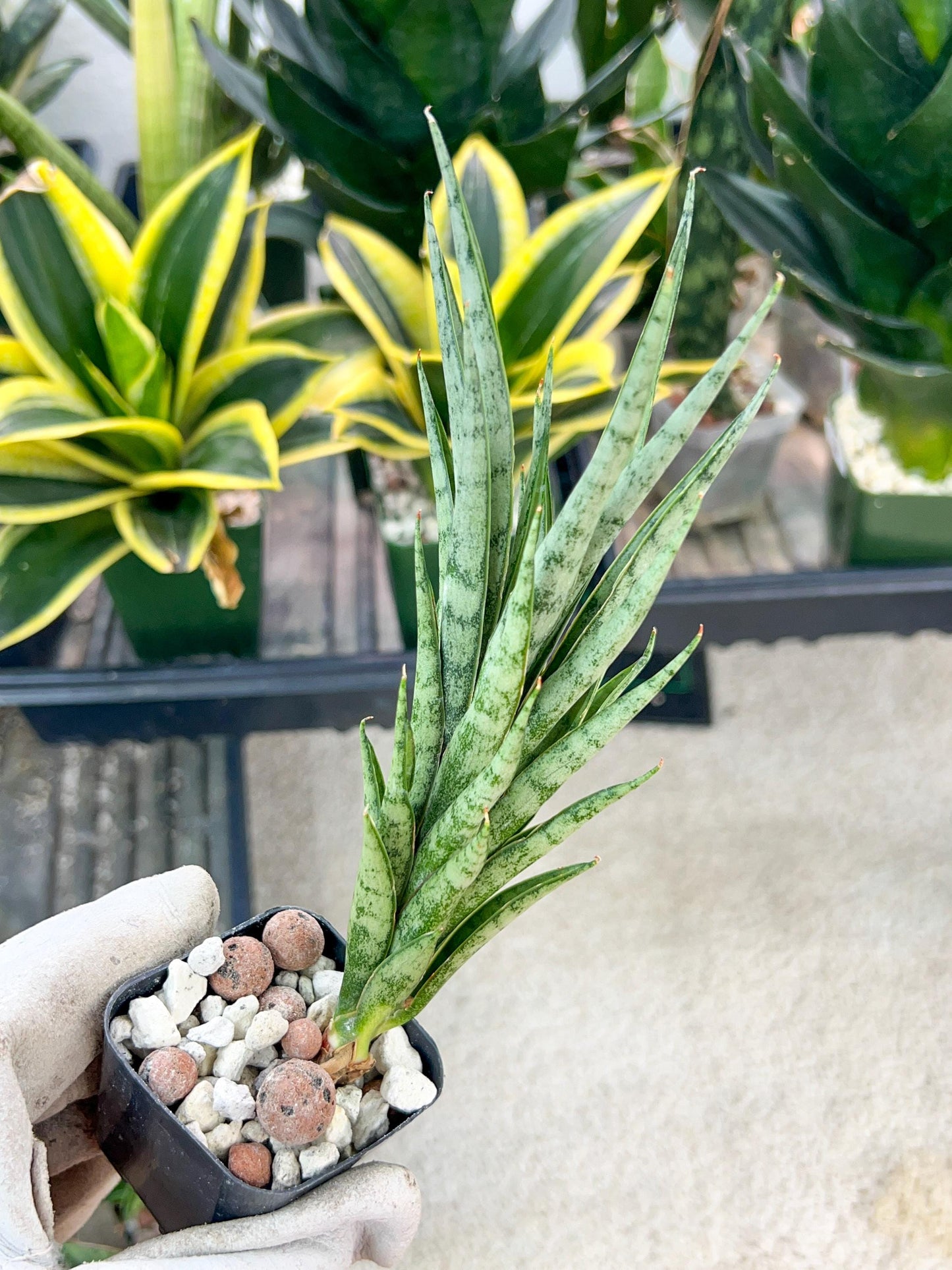 Sansevieria Hybrid No name Yet (#AC49) | Rare Imported | 2" pot