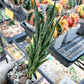 Sansevieria Hybrid No name Yet (#AC49) | Rare Imported | 2" pot