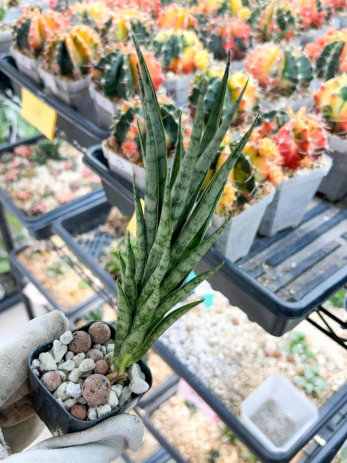 Sansevieria Hybrid No name Yet (#AC49) | Rare Imported | 2" pot