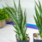 Sansevieria Hybrid No name Yet (#AC49) | Rare Imported | 2" pot