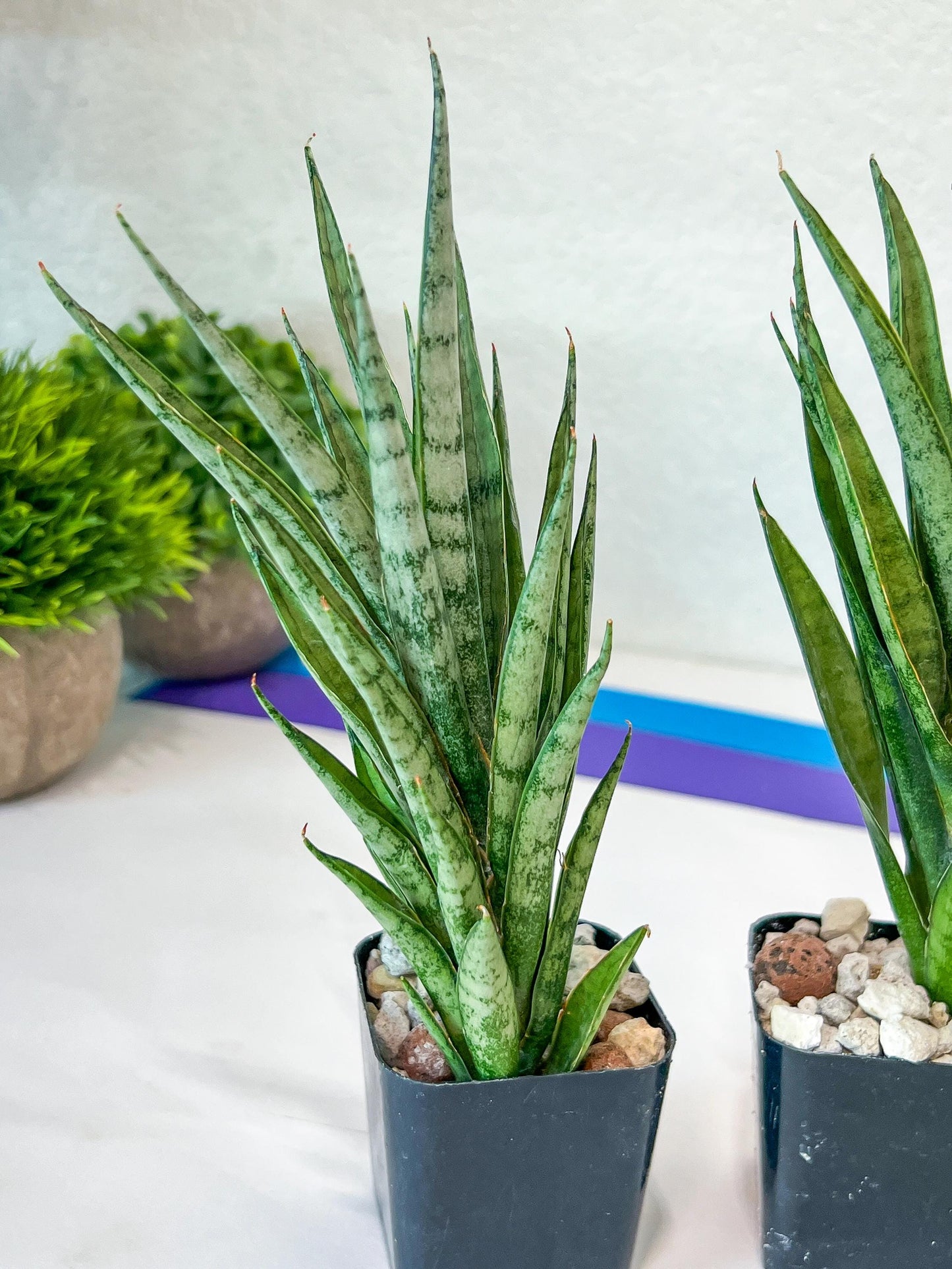 Sansevieria Hybrid No name Yet (#AC49) | Rare Imported | 2" pot