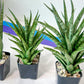 Sansevieria Hybrid No name Yet (#AC49) | Rare Imported | 2" pot