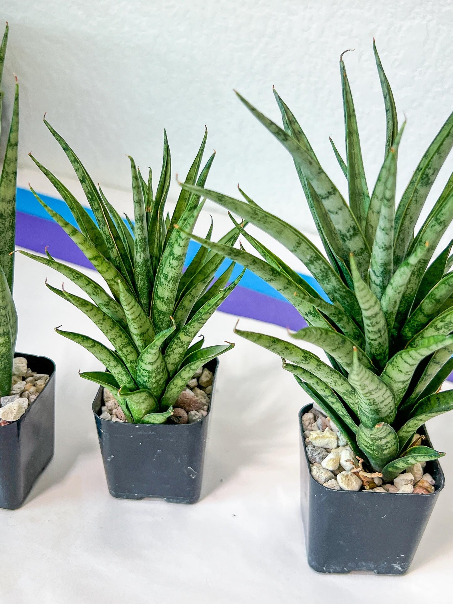 Sansevieria Hybrid No name Yet (#AC49) | Rare Imported | 2" pot